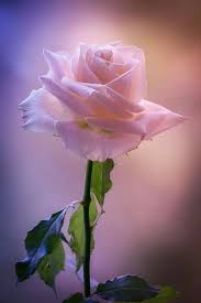 Amazing White Rose Beautiful Pink Roses Beautiful Roses Beautiful Flowers