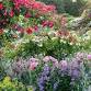Festival of Roses