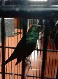 Demikian perbedaan murai jantan dan betina yang perlu kamu ketahui. Perawatan Cucak Keling Sama Seperti Perawatan Burung Terocok