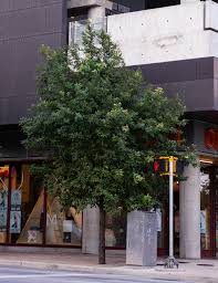 They are drought resistant which make them great for texas planting. Monterrey Oak Tree Dallas Texas Treeland Nursery