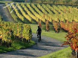 Velo Dans Les Vignes En Anjou Val De Loire Loire France Tourism Loire Valley