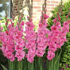 Image result for Gladiolus huillensis