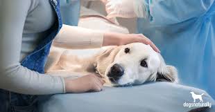 Symptoms of lung cancer in dogs usually there are no symptoms in the early stages of canine lung cancer. The Truth About Hemangiosarcoma In Dogs Dogs Naturally