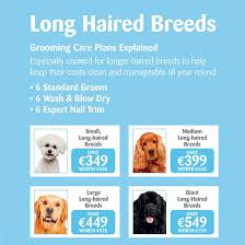 After teddy the dog was finished getting his hair dyed blue, his groomer decided to clean him up and make him look fabulous by setting a blow dyer in his. Grooming Care Plans For Long Haired Dog Breeds Shop Online At Petmania