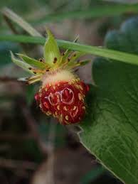 Image result for Fragaria chiloensis