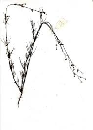 Image result for Kohautia caespitosa