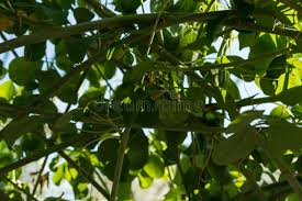 Image result for Adenia fruticosa