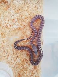 Wąż zbożowy zamieszkuje tereny stanów zjednoczonych ameryki. Waz Zbozowy Scaleless Ghost 66 Het Albino 7359006864 Oficjalne Archiwum Allegro