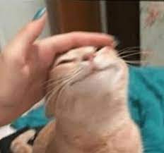Welcome to 3d gif maker, where you can easily make gifs and webms from your images. Cat Being Pet Blank Template Imgflip