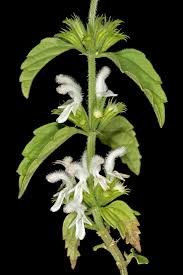 Image result for Leucas glabrata