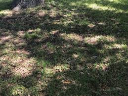 We did not find results for: Thinning Bare Spots In Established St Augustine Lawn See Photos