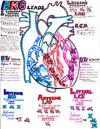 Help Me Pass Nursing School Ask Me Anything Medical Student Study Cardiology Study Nursing School Survival