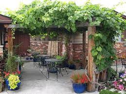Pergola With Grapes Pergola Backyard Landscaping Garden Vines