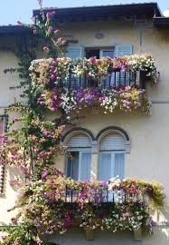 Climbing Plants On Balconies And Decks Screening And Greening Balcony Flowers Beautiful Flowers Balcony Garden