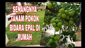 Cara pemeliharaan pada pohon bidara terbilang cukup mudah. Pokok Bidara Epal 101 Youtube