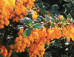 Image result for Berberis darwinii