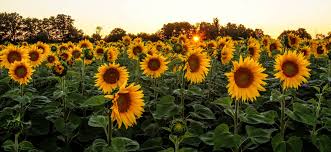 Schönen sommer bilder (sommer hintergrundbilder) für windows pc (windows 8, windows 7, windows vista), mac os, laptop, tablet. Sonnenblumen Am Abend Foto Bild Jahreszeiten Sonnenuntergang Sommer Bilder Auf Fotocommunity