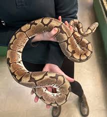 Adopted - Python regius 'Spider Ball Python' "Kya" 5-6 years