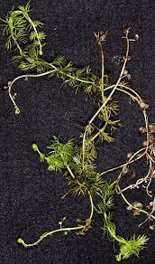 Image result for Utricularia  intermedia
