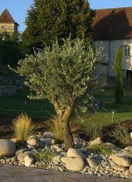 rocaille mediterraneenne amenagement paysager devant maison amenagement jardin olivier amenagement jardin
