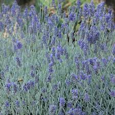 Silver Mist English Lavender Growing Lavender Landscaping With Rocks White Flower Farm