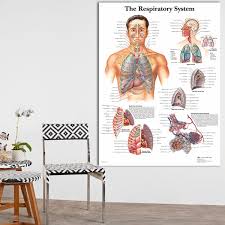 2019 Diagram Of Respiratory Systems Anatomical Anatomy Charts Canvas Print Poster Wall Pictures For Medical Education Home Decor No Frame From