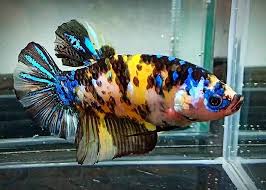 Yellow Tiger Galaxy Avatar