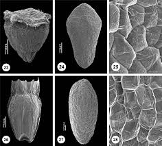 Image result for Phylohydrax