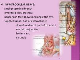 Superficial Nerves Of The Face And Scalp: Anatomy | Kenhub