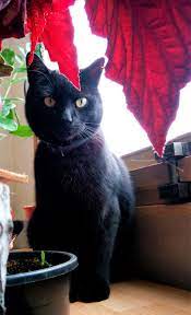 pin na doske chernyj magicheskij kot black magic cats