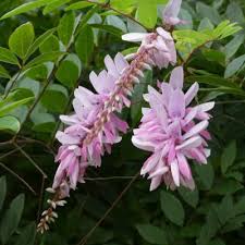 Image result for Indigofera patula