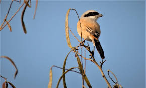 Black Bird With White Wing Tips And Tail Quot A Long Tailed Chestnut Brown Bird With Sooty Head And Neck The Broad Black Tips Of The Longest Brown Bird National Geographic National Geographic Photos