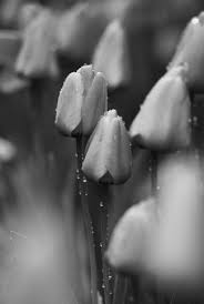 Search free black wallpaper wallpapers on zedge and personalize your phone to suit you. Download Spring Wallpaper Tulips In Black And White Cellularnews