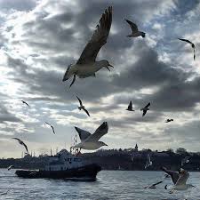 Seagulls In Istanbul Istanbul Istanbul Turkey Scenery