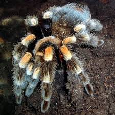 Image result for Brachyachne simonsii