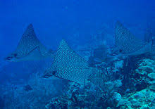 An eagle ray's stinger secretes venom that causes intense pain, often followed by bacterial infection. Spotted Eagle Ray Wikipedia