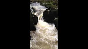 The strid near bolton abbey. A Log Stuck In The Strid Nr Bolton Abbey Youtube