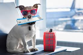 Tendenzialmente i cani guida sono sempre ammessi in cabina, insieme al padrone, indipendentemente dal peso, se muniti di museruola e guinzaglio. Cani Su Voli Intercontinentali Come Affrontare Il Viaggio