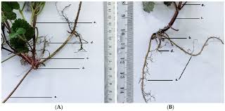 Image result for Glechoma