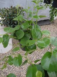 Image result for Cissus rotundifolia