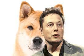 Elon musk is welcoming an investigation into his dogecoin tweets. Elon Musk Will Support Doge On One Condition Supercryptonews