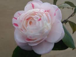 Camellia April Snow Bloom Shade Shrubs Camellia Flowers