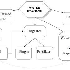 What does bujur mean in english? Pdf Water Hyacinth Eichhornia Crassipes Biomass Production Ensilability And Feeding Value To Growing Cattle