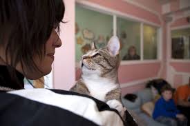 Meow parlour opens in new york city this month, and cat cafes are expected to hit washington, d.c. Cat Lovers Need To Visit These Feline Friendly Places