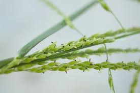 Image result for Eriochloa procera
