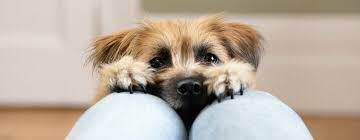 23 Tiny Dog Breeds You Will Want In Your Life Purina
