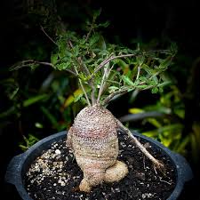 Image result for Fockea angustifolia