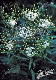 Image result for Vernonia zanzibarensis