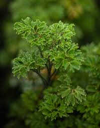 Image result for Polyscias fruticosa