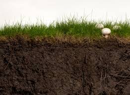 Mau tanaman anda tumbuh subur dan terus berbunga ? Cara Menyuburkan Berbagai Jenis Tanah Tips Petani